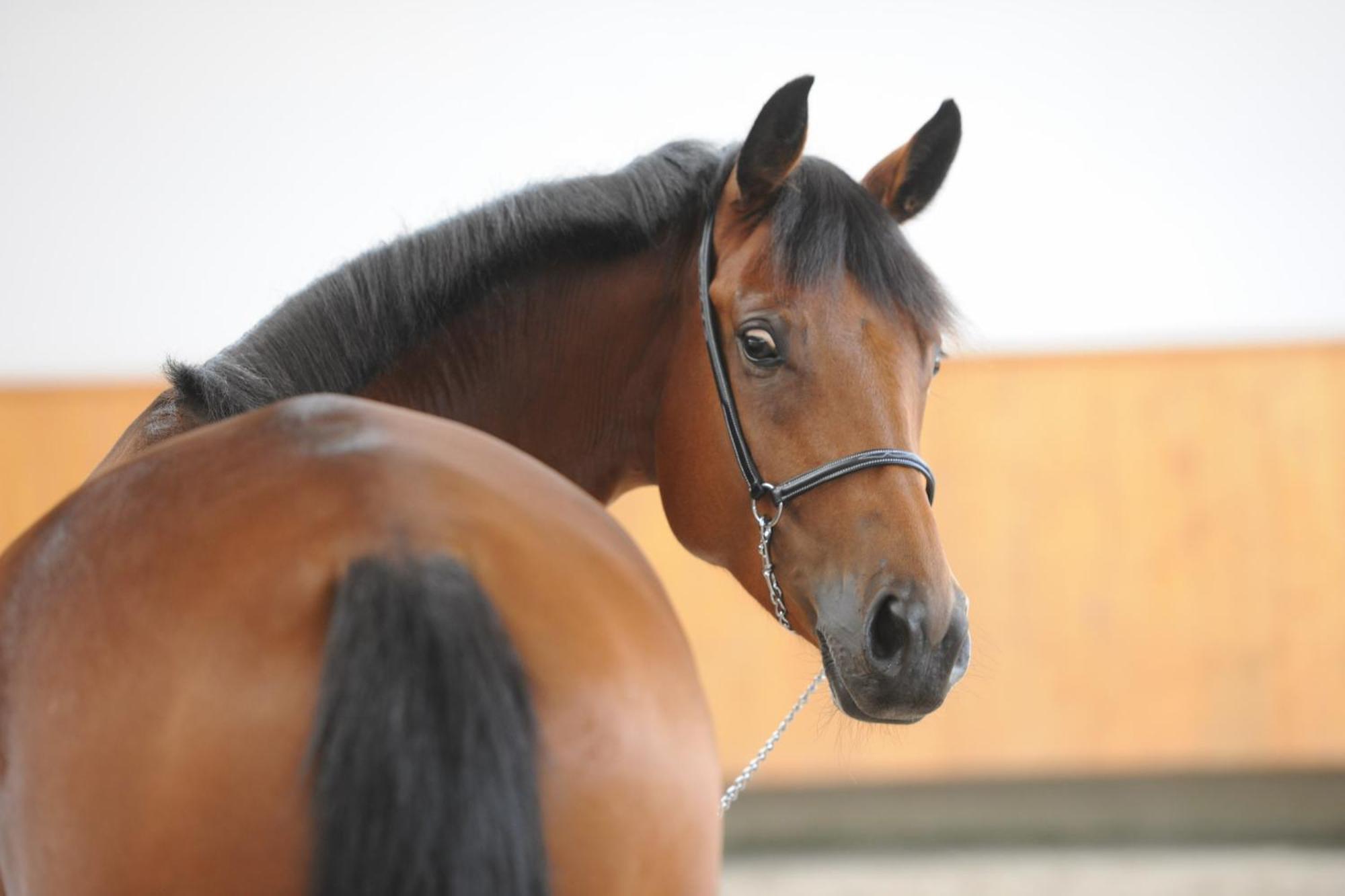索米尔Domaine Equestre De La Chenaie公寓 外观 照片